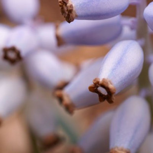 Muscari racemosa